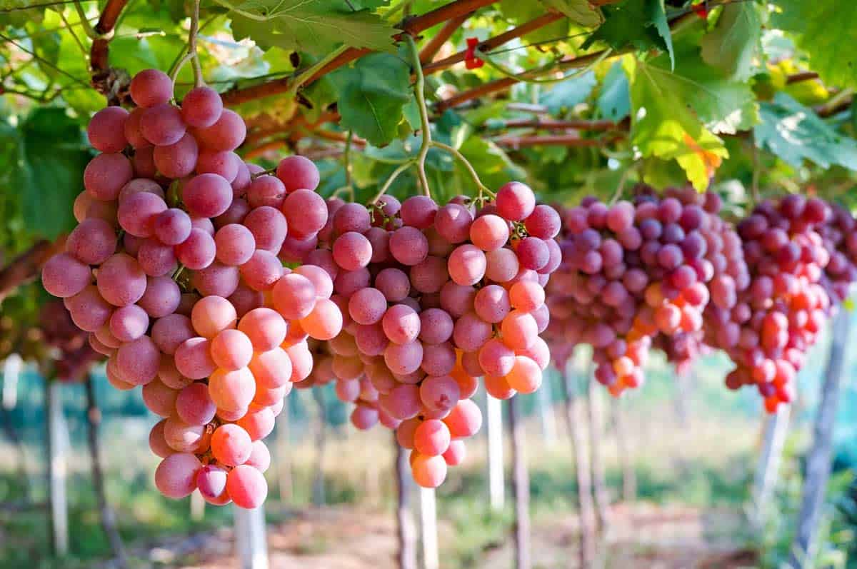 uvas rojas