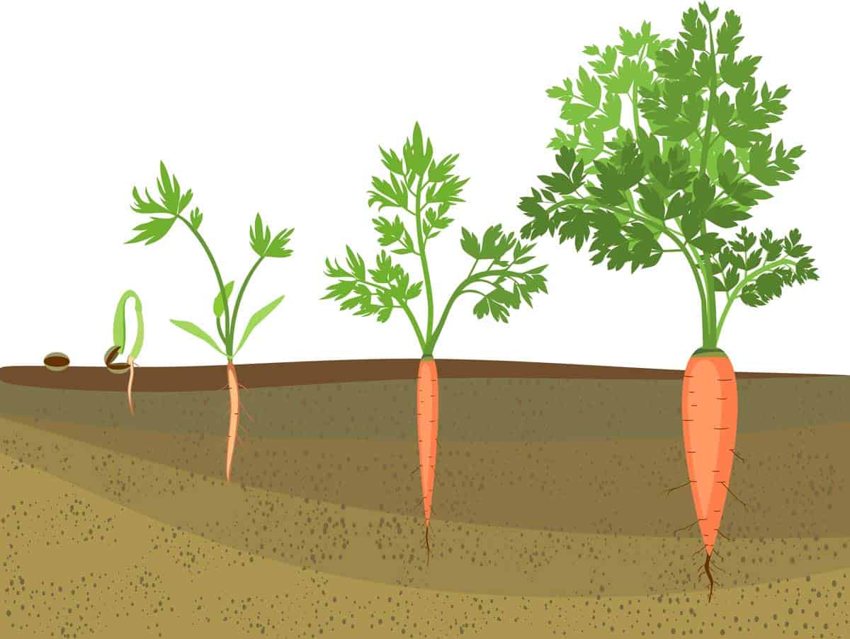 cultivo de zanahoria