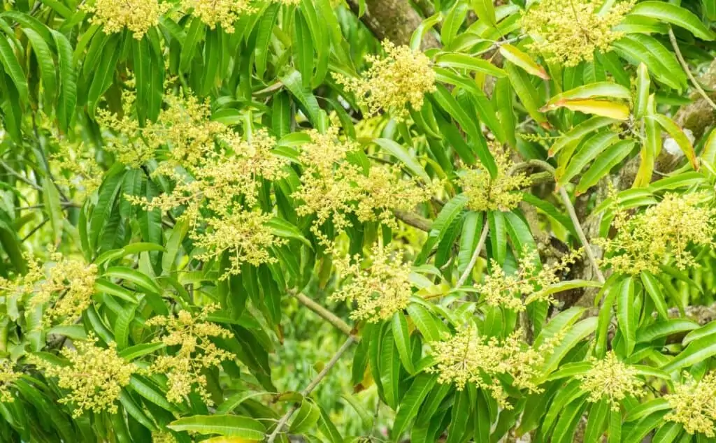 flores de mango