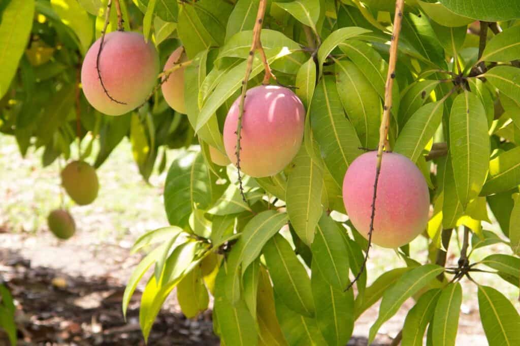 mango fruta arbol