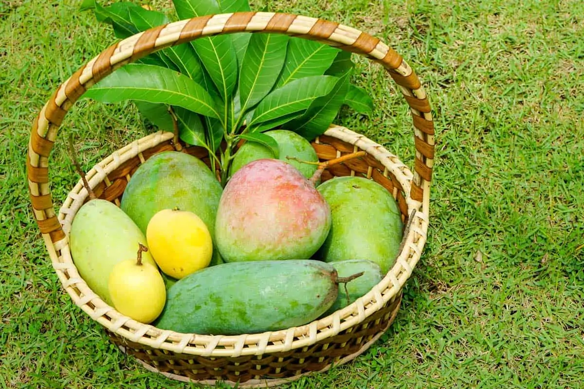 variedades de mango