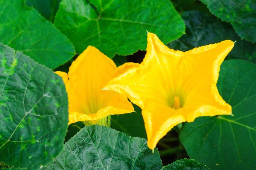 propiedades flores de calabaza