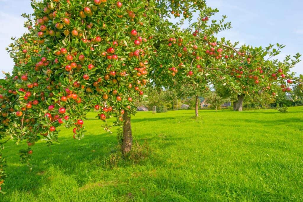 arbol de manzana
