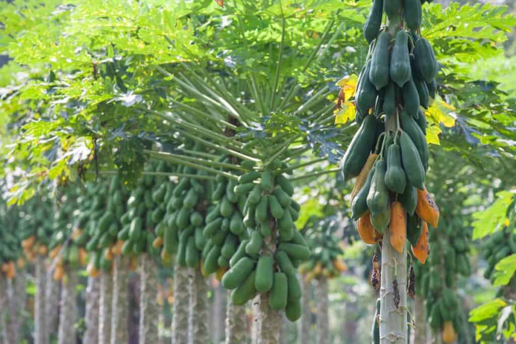 papaya cultivo