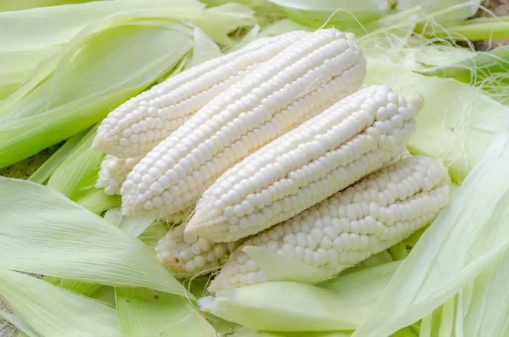 maiz blanco