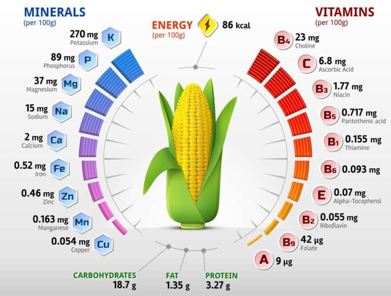 Maíz Propiedades y Beneficios Cultivo y Variedades