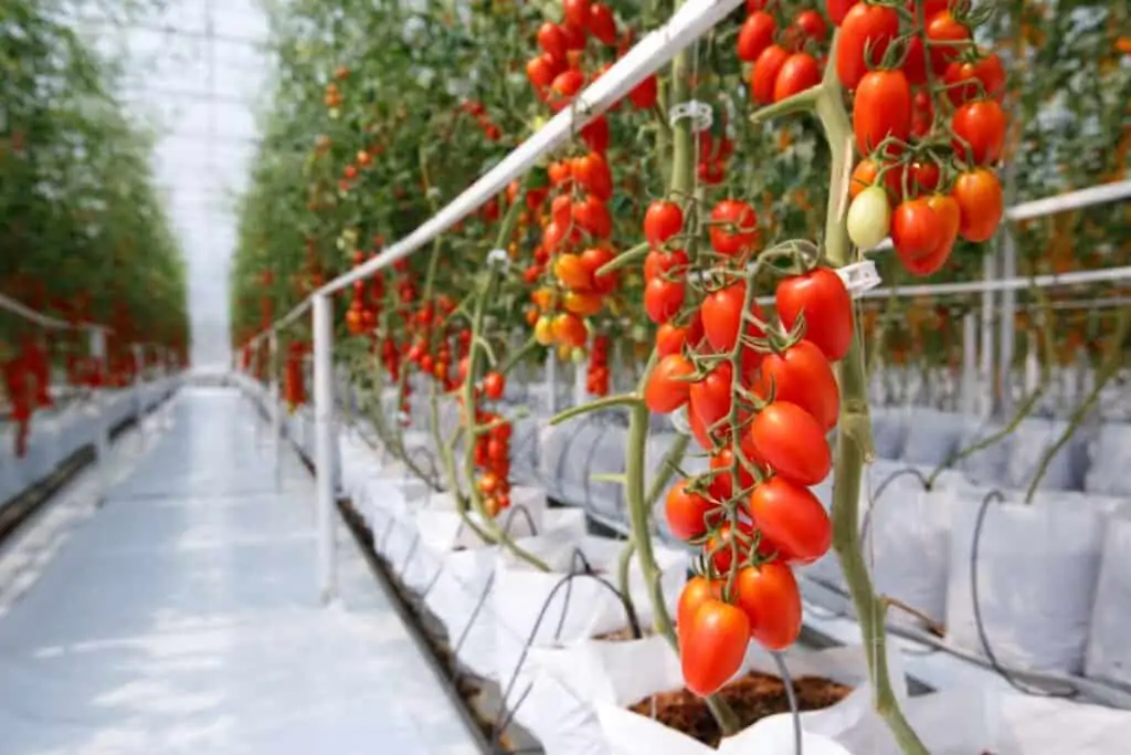 cultivo tomate