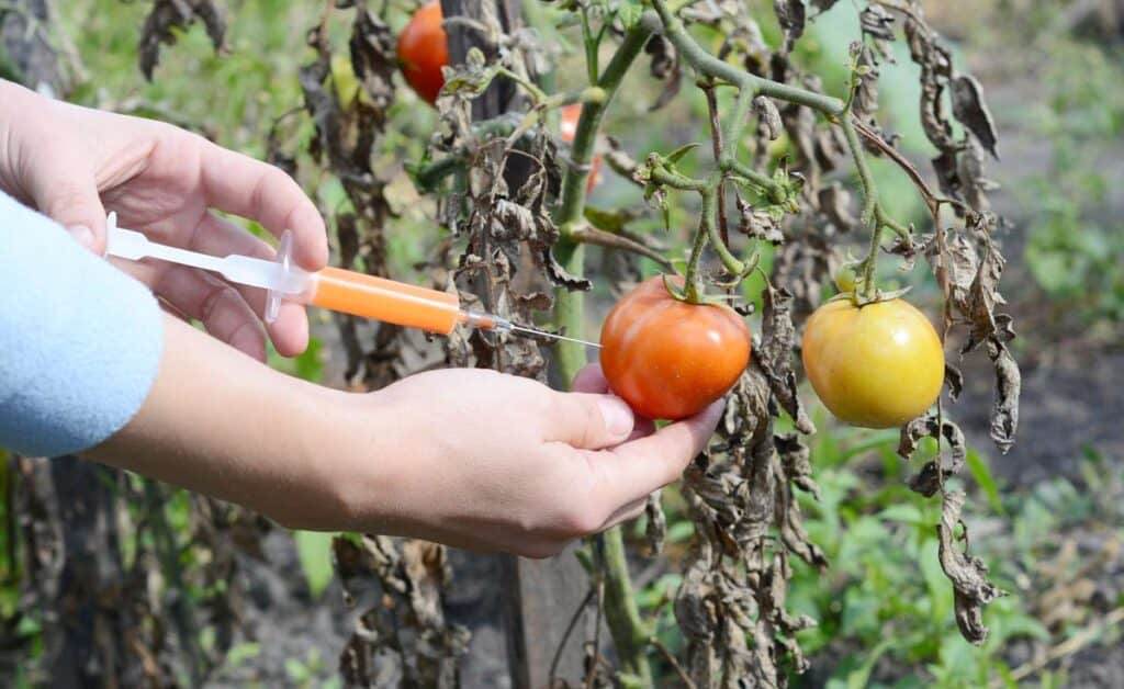 tomate transgenico