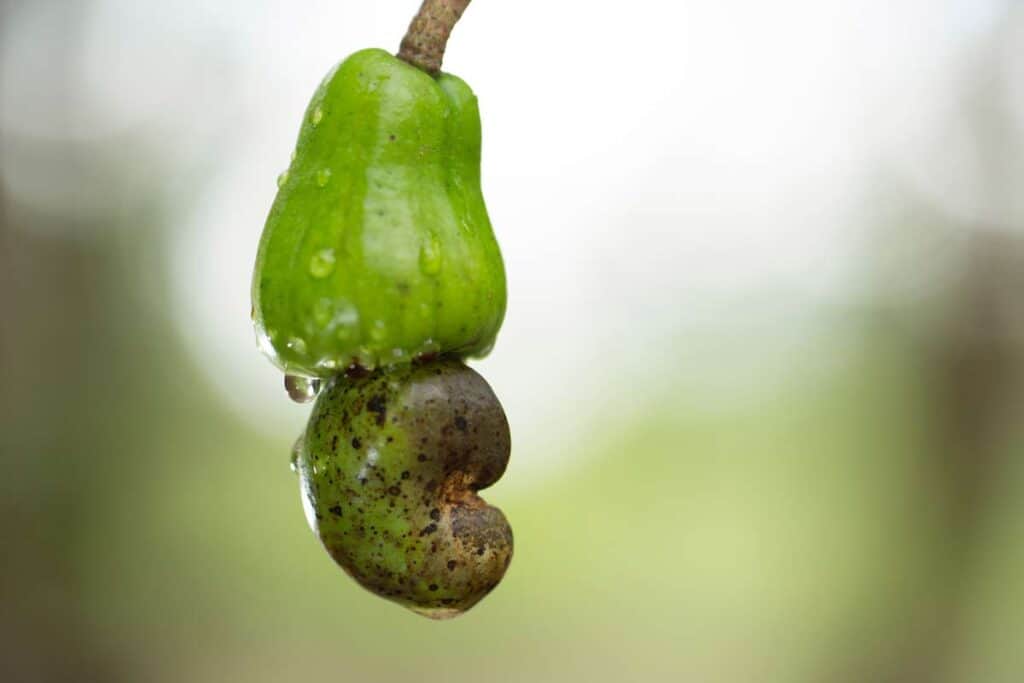 fruta maranon