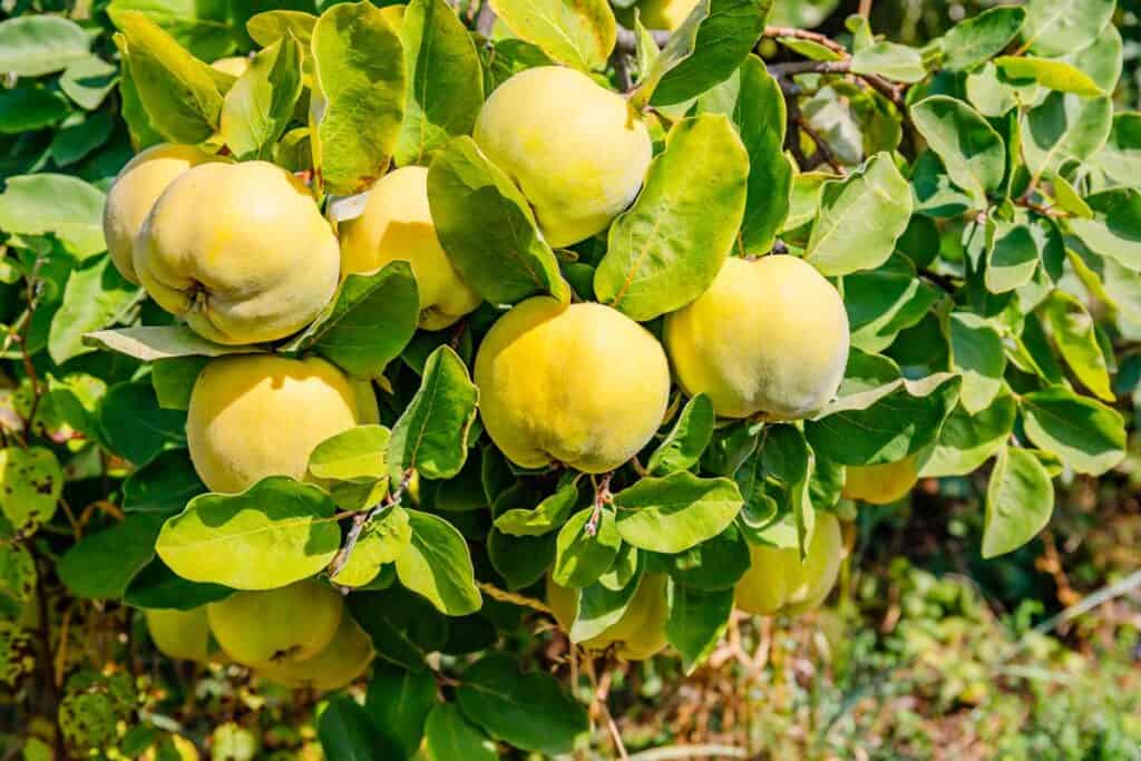 Membrillo Propiedades Beneficios Tipos y Cultivo - Frutas y Verduras