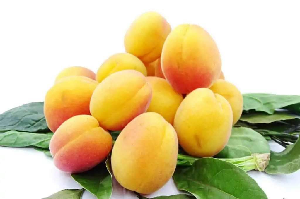 abonado y cosecha de albaricoque