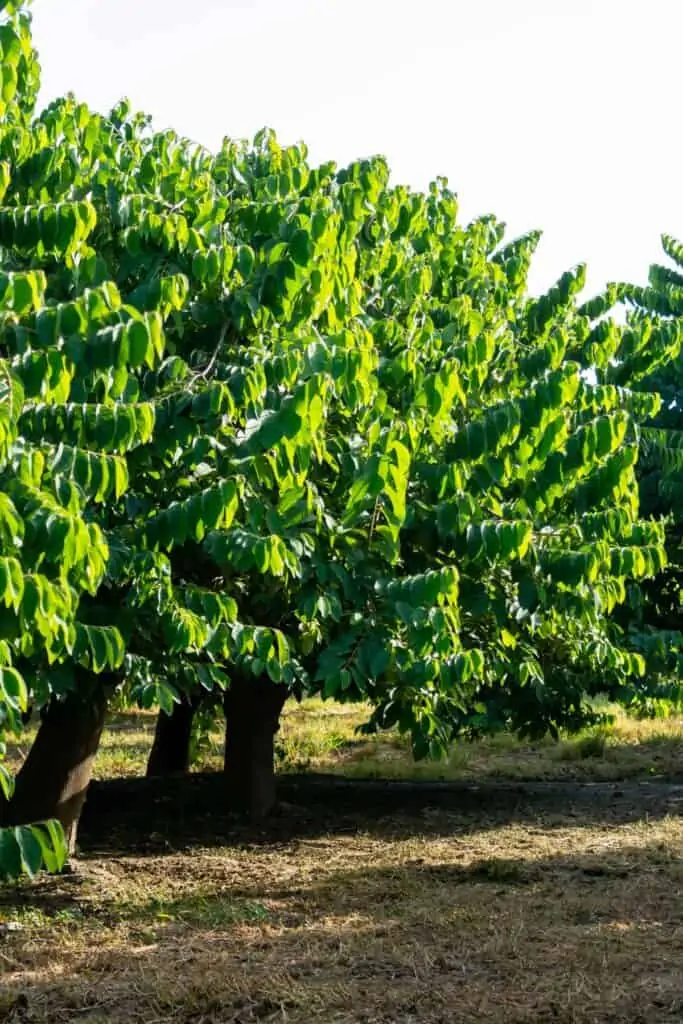 plagas y enfermedades que afectan el cultivo de chirimoya