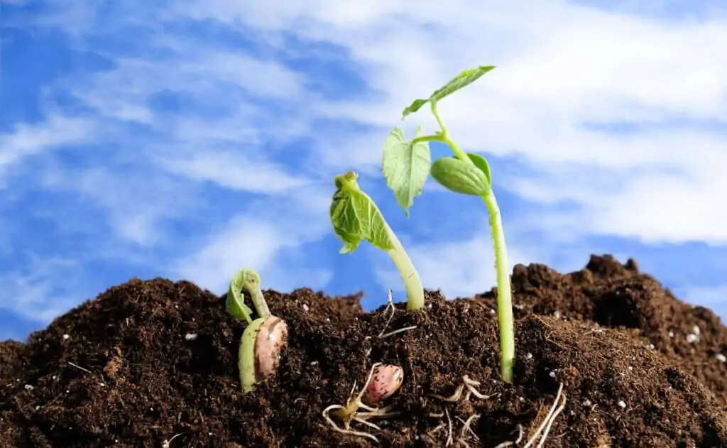que enfermedades afectan el cultivo de frijol