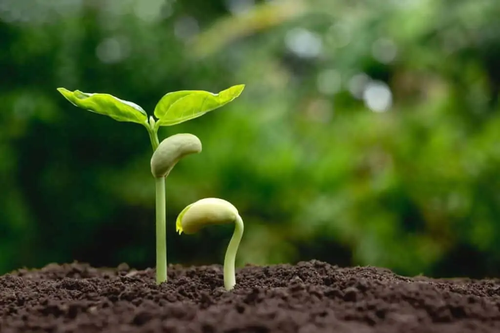 que se necesita para germinar frijol