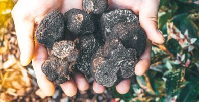 trufas